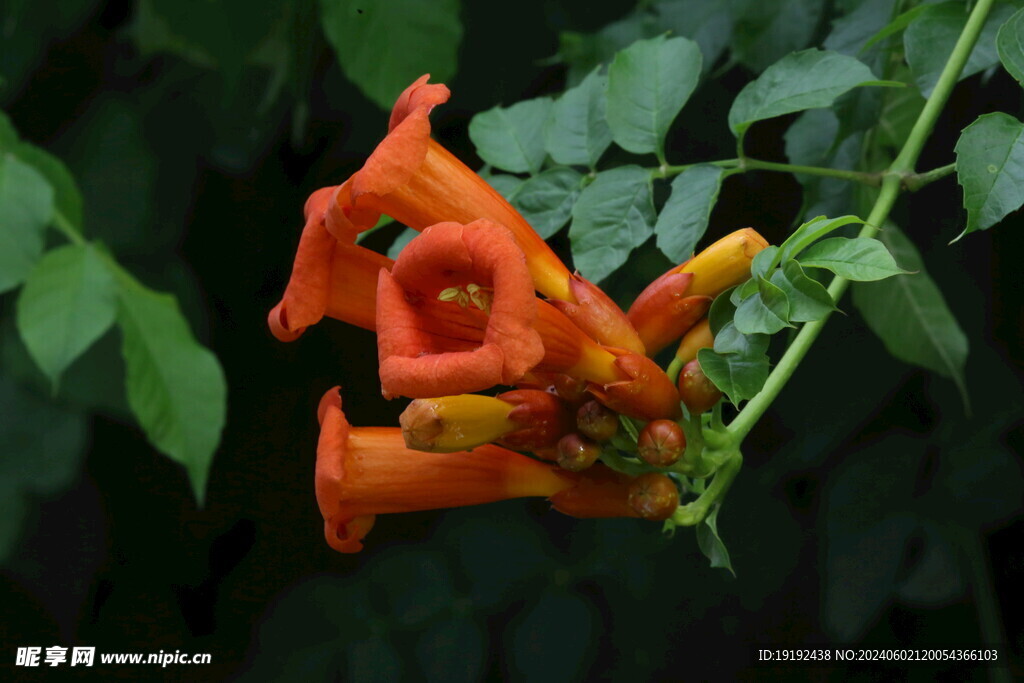 凌霄花  