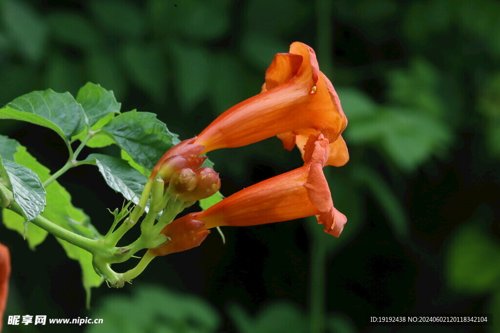 凌霄花 