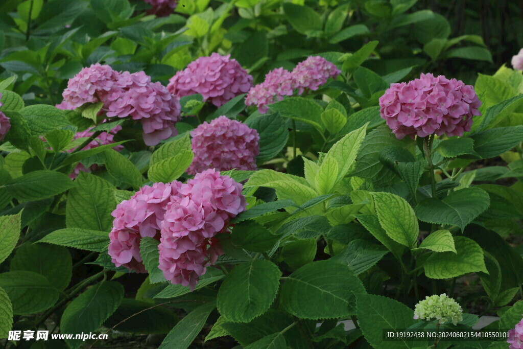 绣球花 