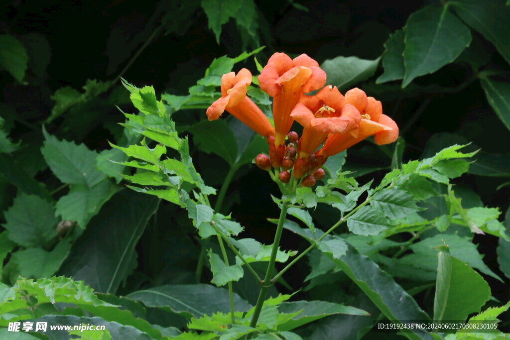 凌霄花  