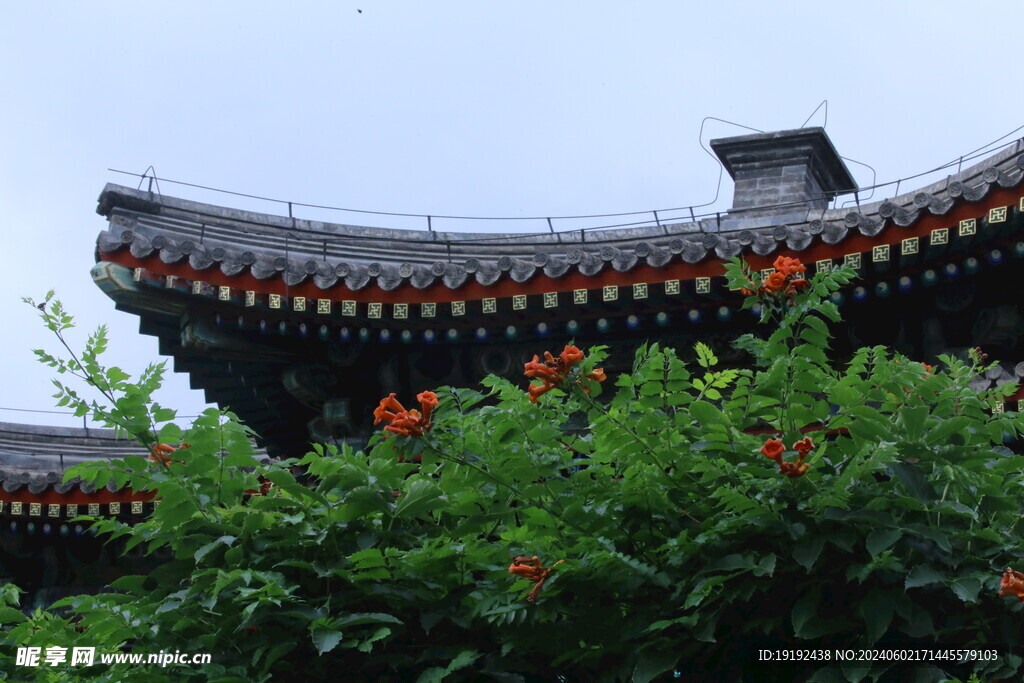 凌霄花 