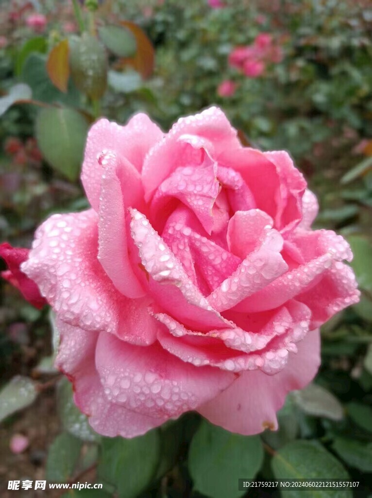 月季 玫瑰