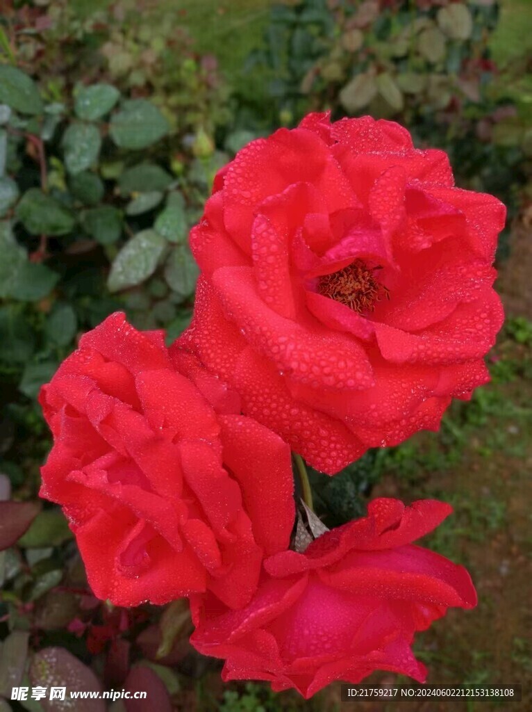 月季 玫瑰
