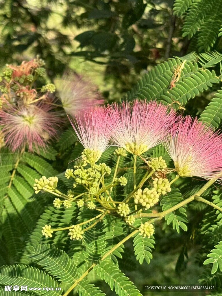 合欢花