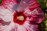 芙蓉花