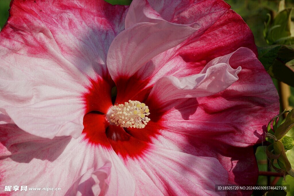 芙蓉花