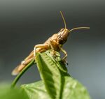 蝗虫
