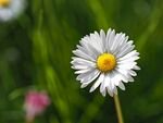 雏菊