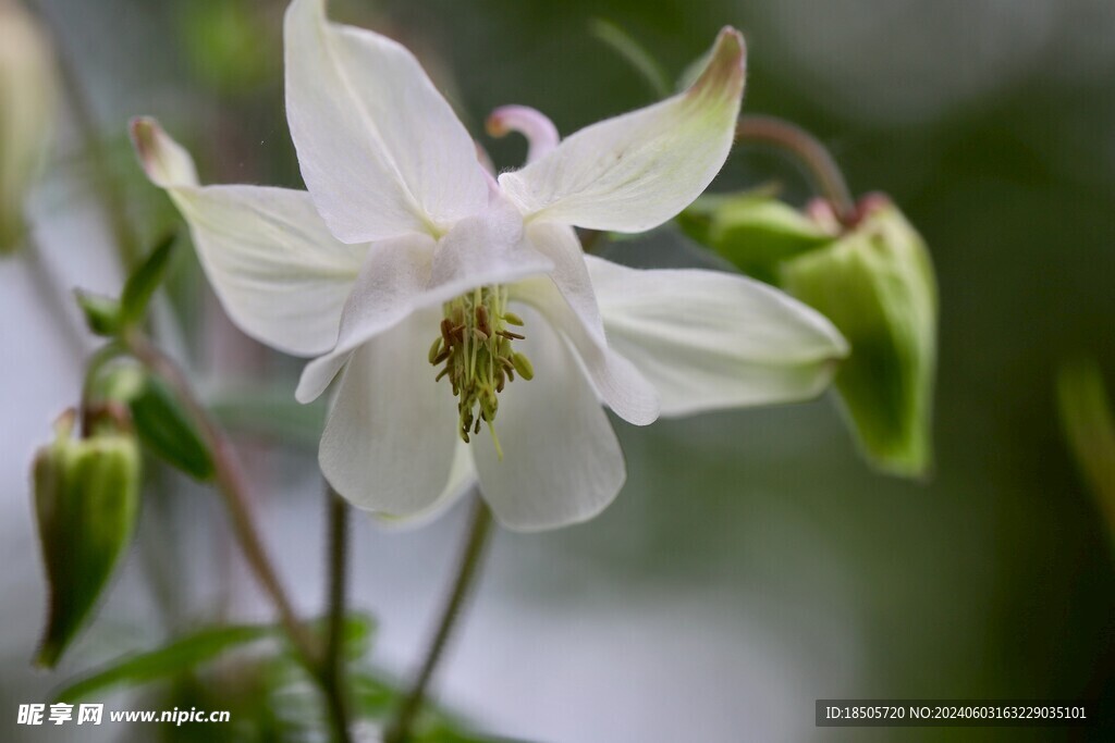 雄蕊白色花