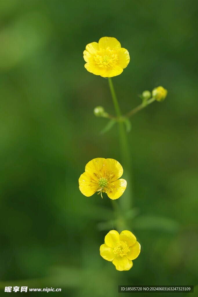 野花