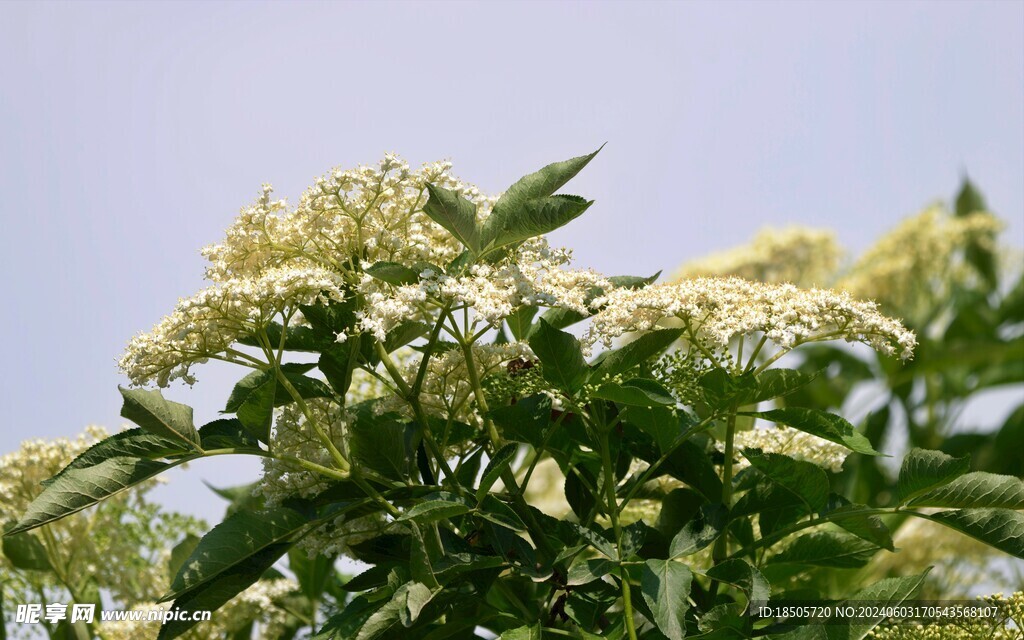  花卉背景