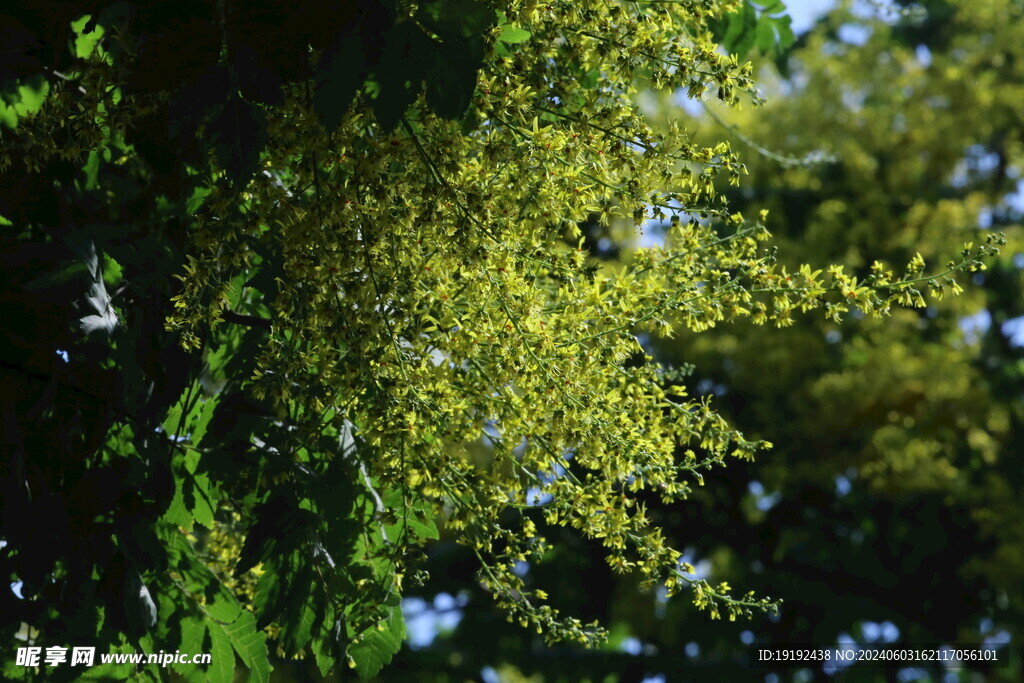 栾树花 