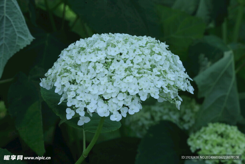 绣球花  