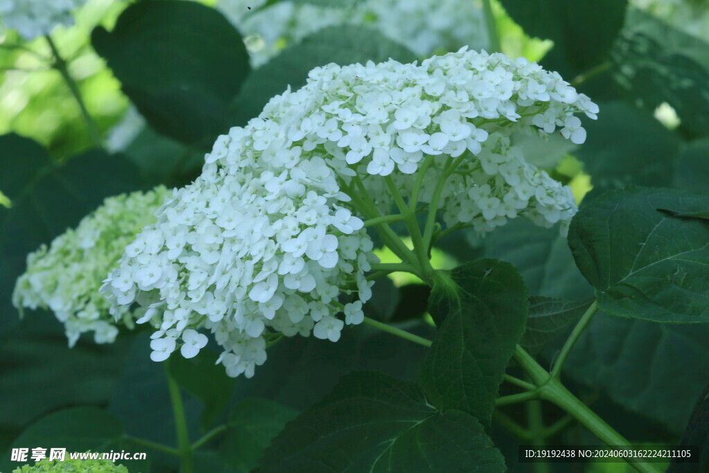 绣球花  