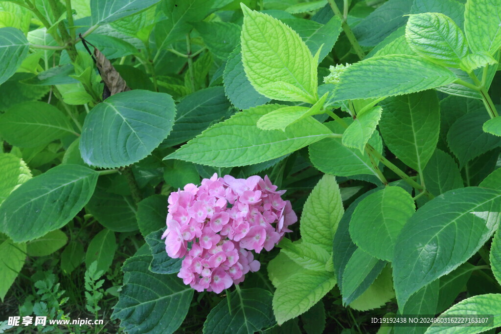 绣球花 