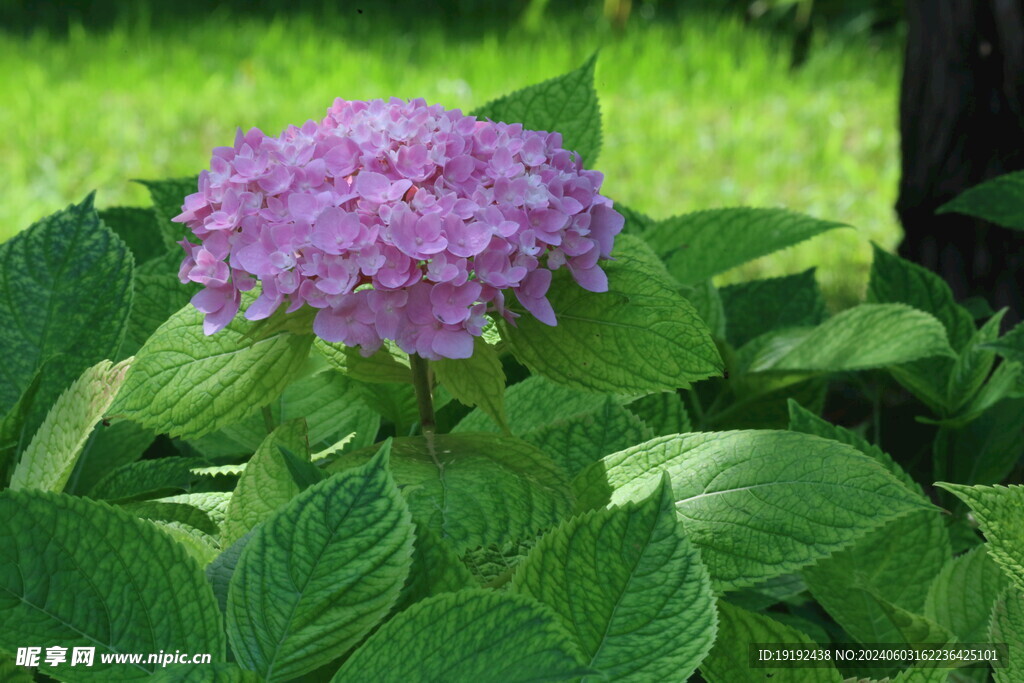 绣球花  