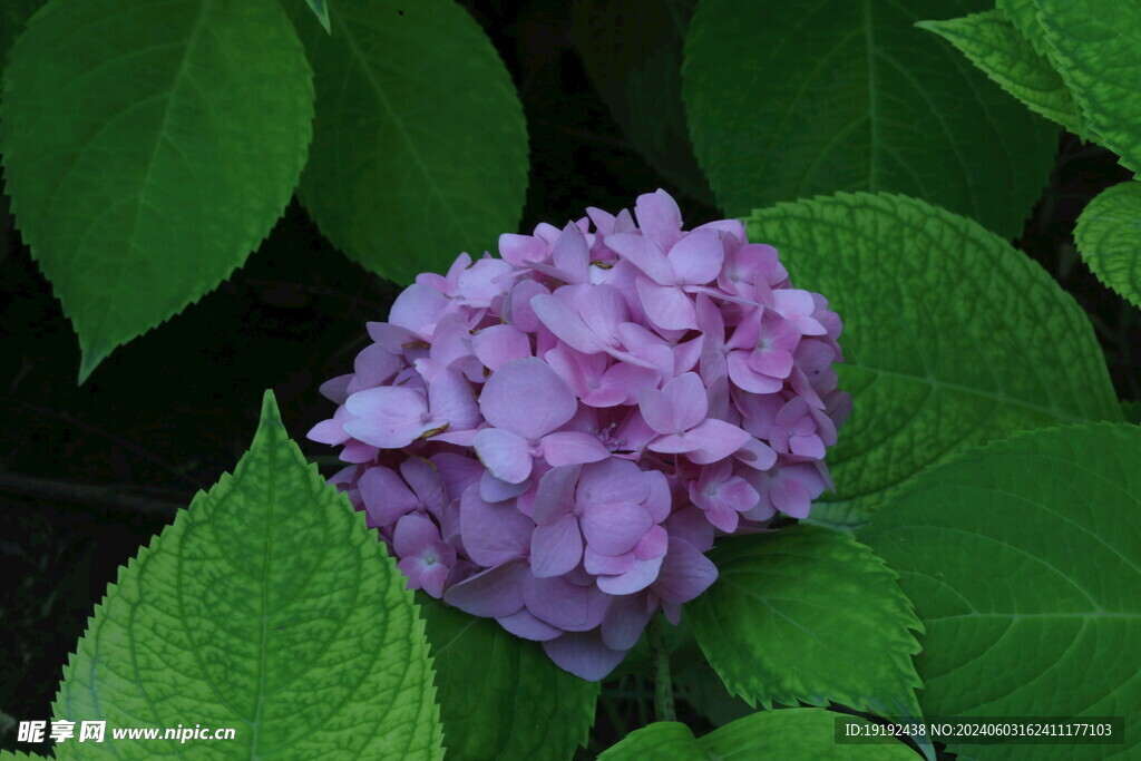 绣球花 
