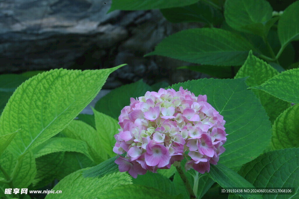 绣球花  