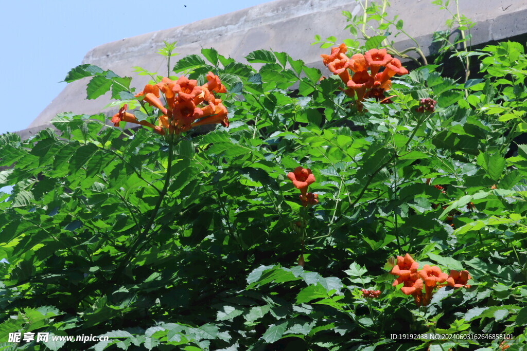 凌霄花  