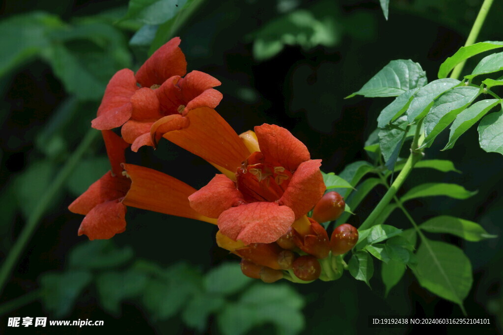 凌霄花 