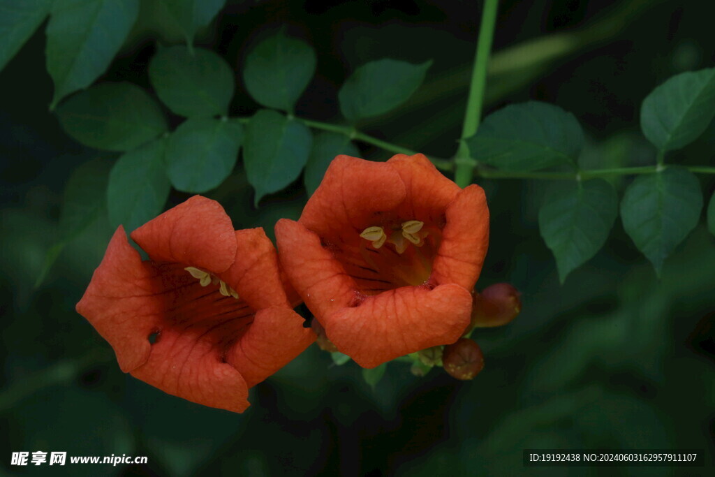 凌霄花 