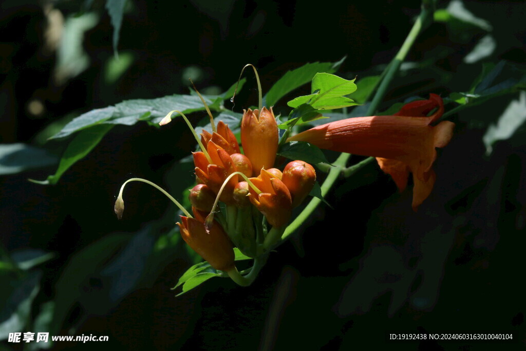 凌霄花 