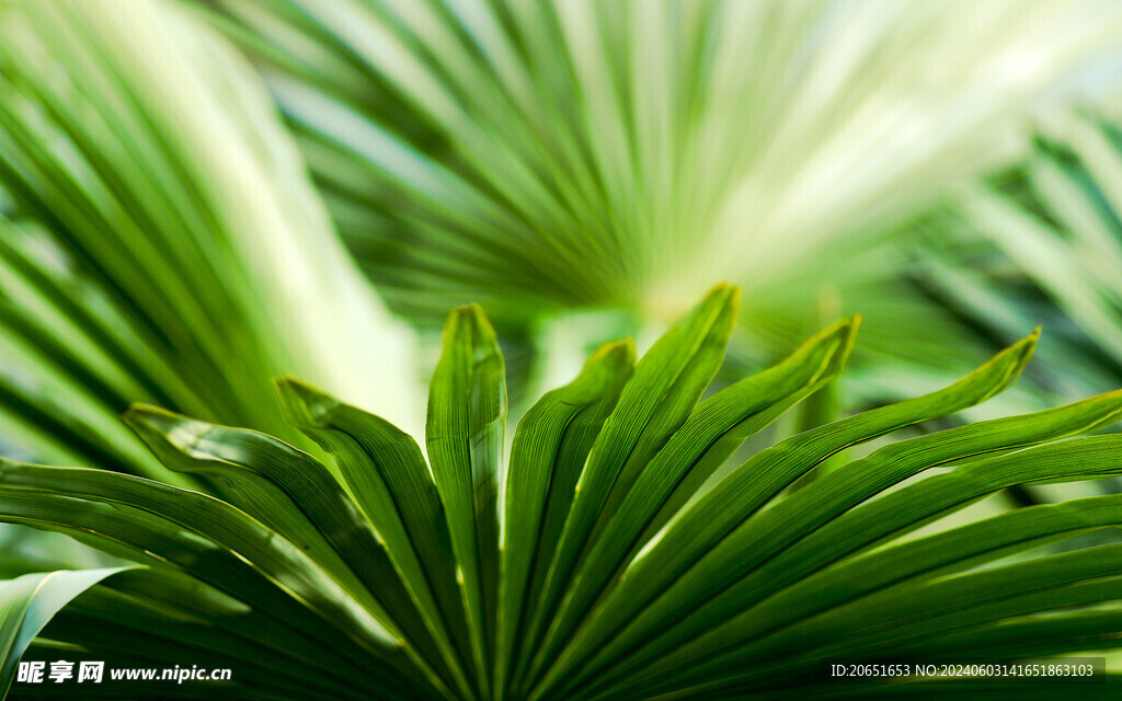 绿色植物