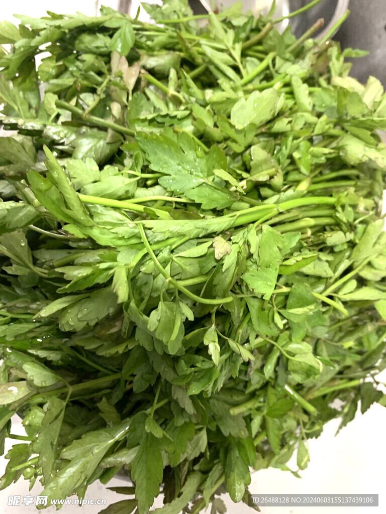 野菜芹菜