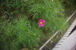 花草