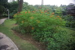 花草