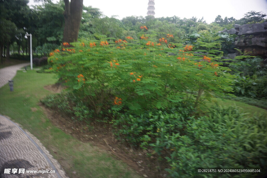 花草