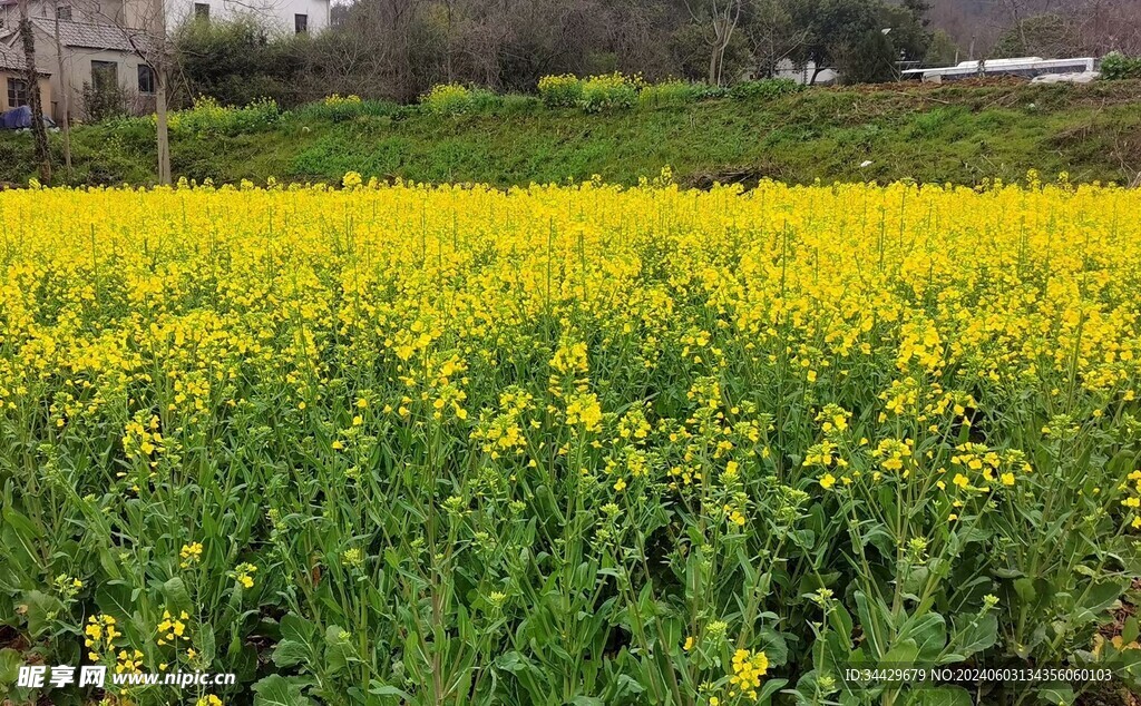 油菜田