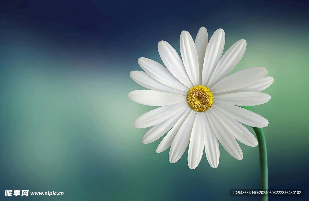 白菊