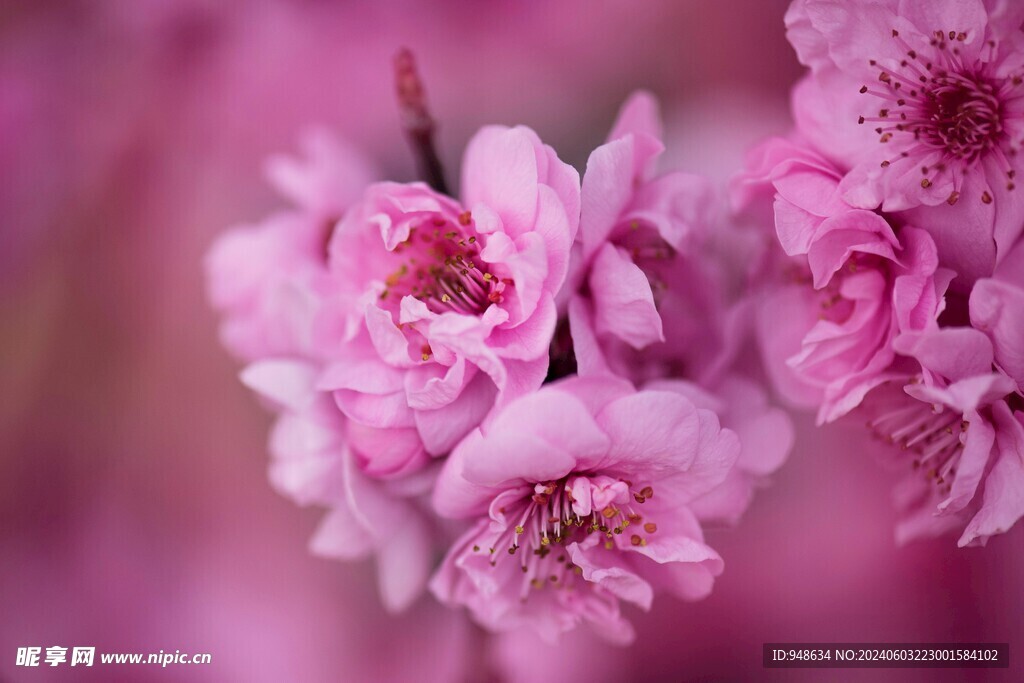 桃花特写