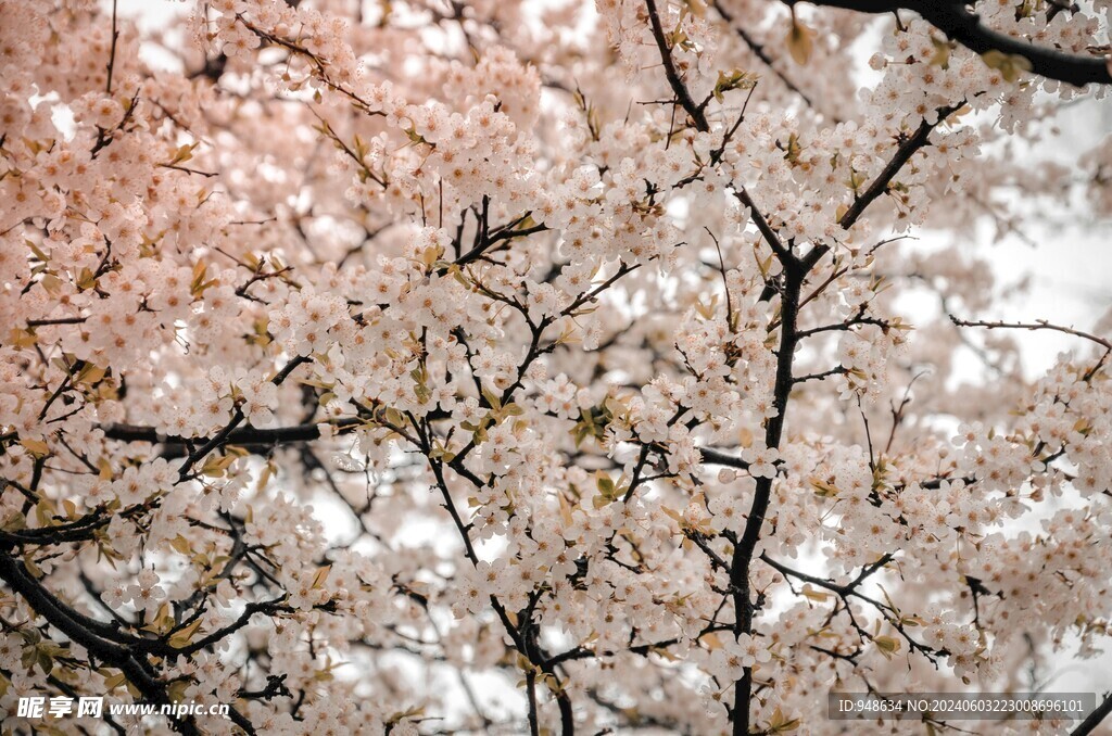 樱花树