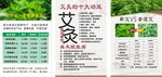 蕲艾草