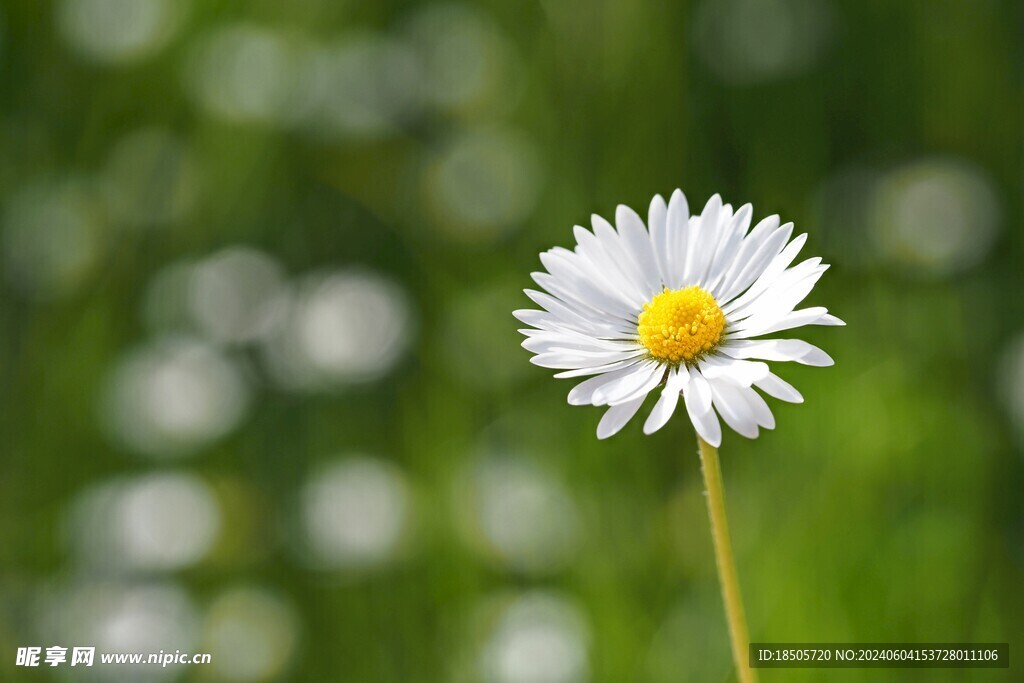 雏菊