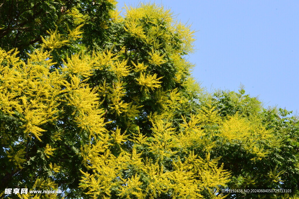 栾树花 