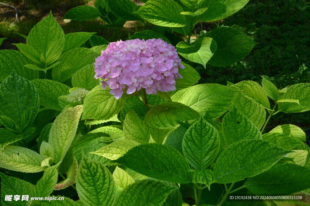 绣球花  