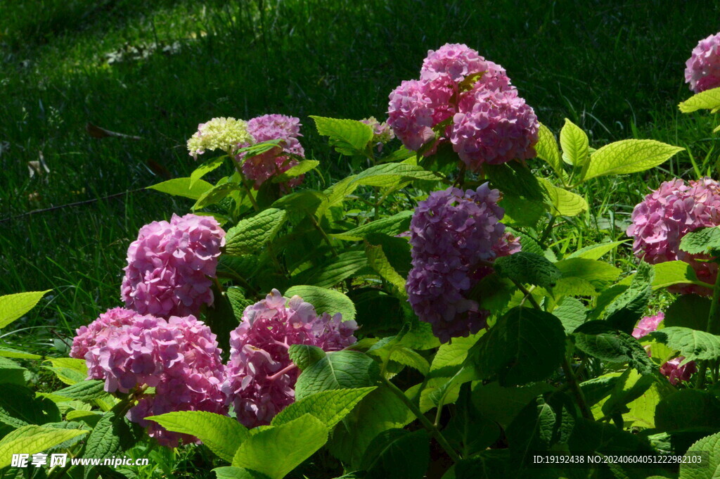 绣球花  