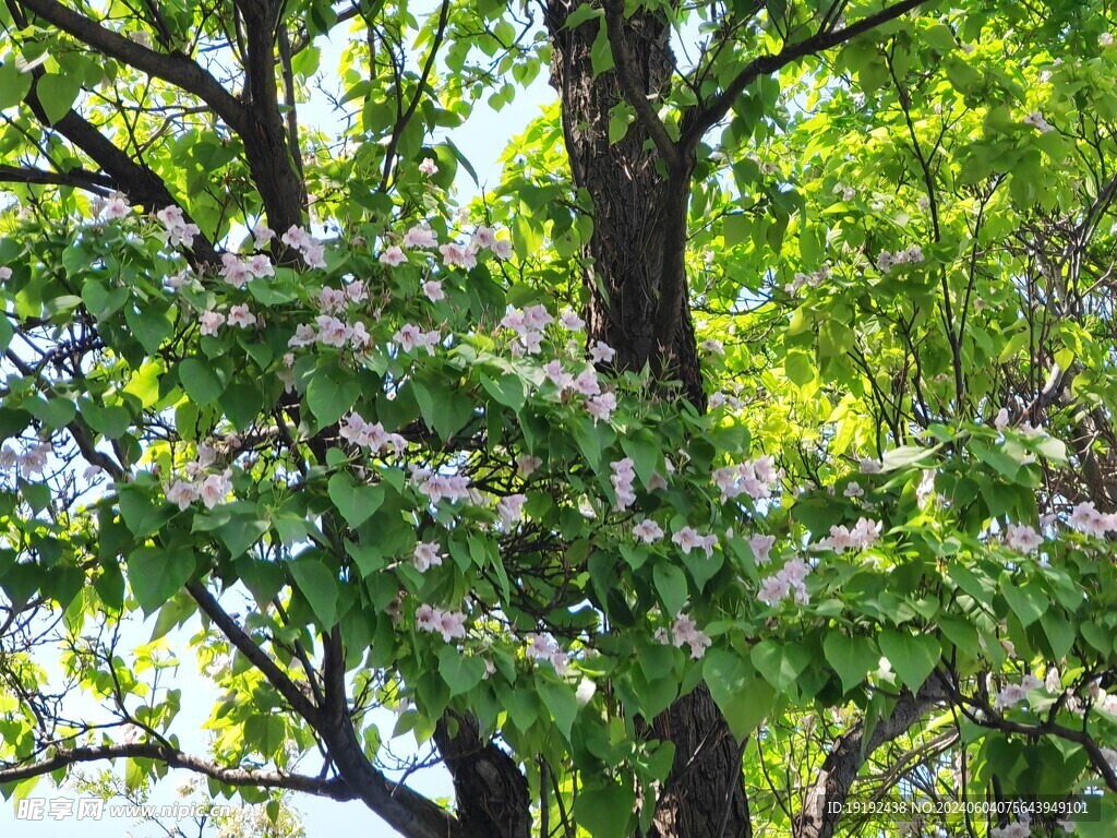 楸树花 