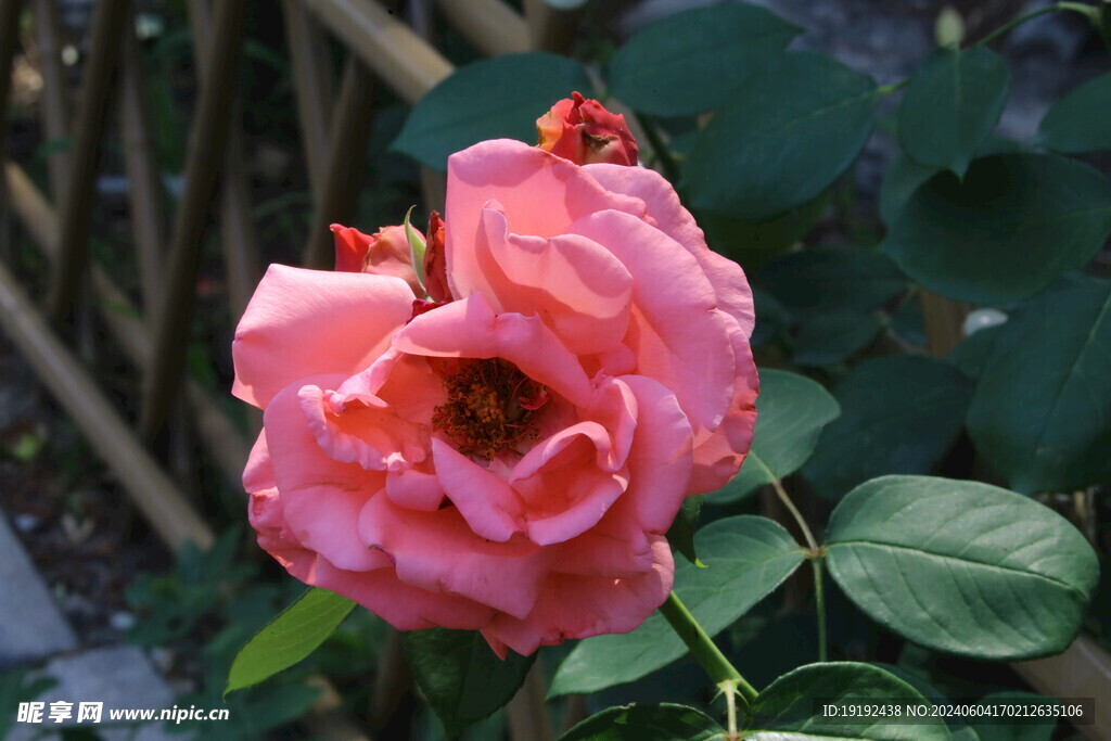 月季花 