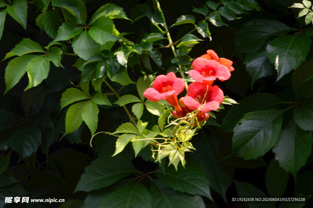 凌霄花 