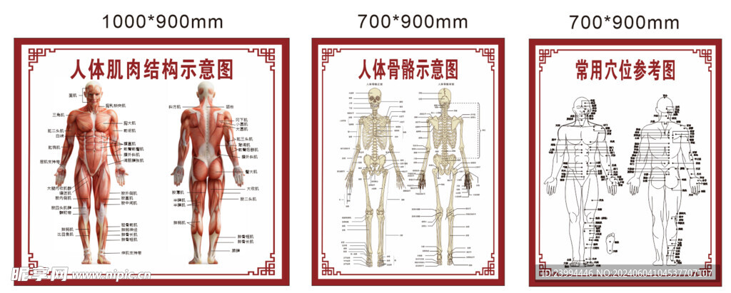 肌肉 骨骼 穴位分布图