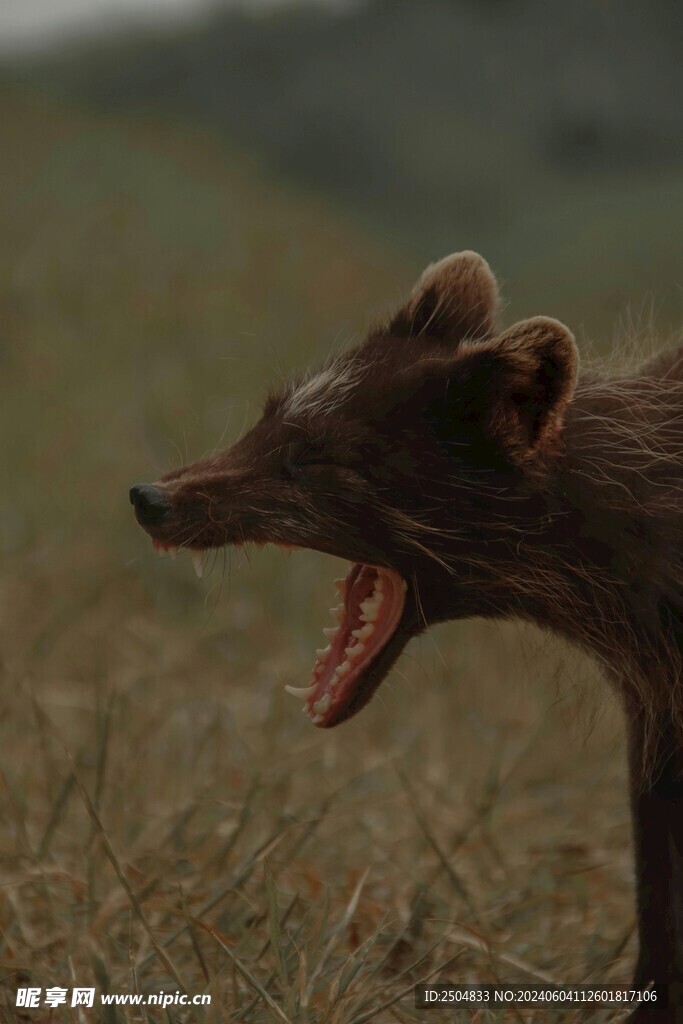 鬣狗