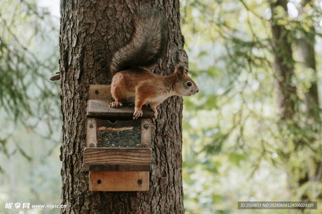 松鼠