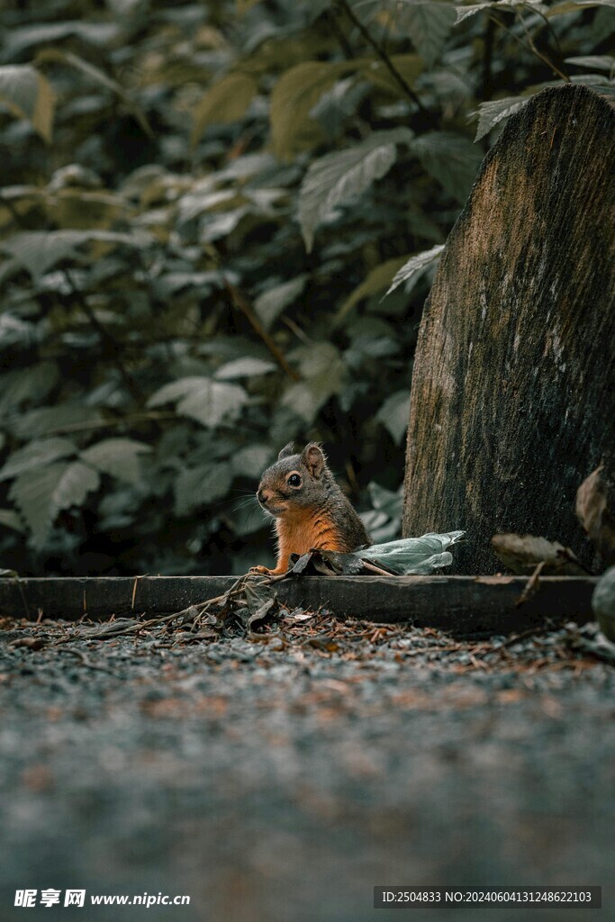 松鼠