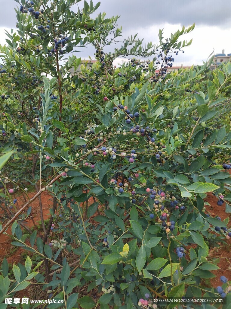 蓝莓果树