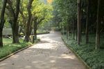 阳光林中小径