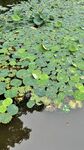 荷花池